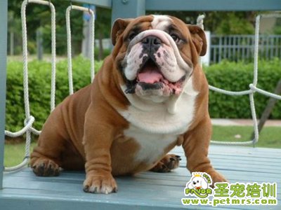 可愛(ài)狗狗