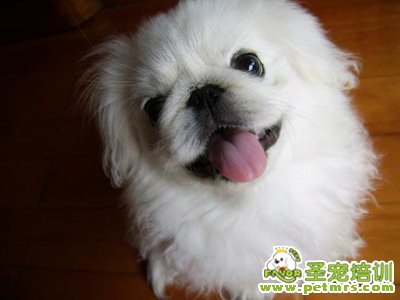 可愛(ài)狗狗