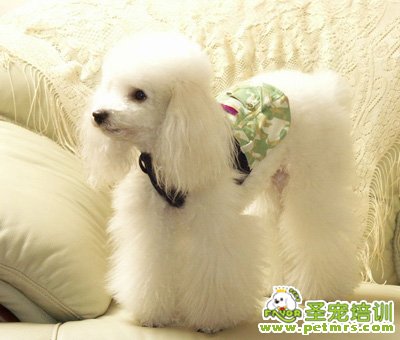 貴賓犬