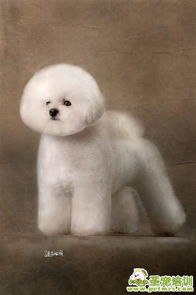 圣寵寵物導(dǎo)師-李博昭-比熊犬美容