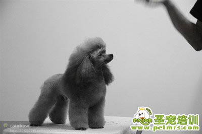 圣寵寵物導(dǎo)師-李博昭-貴賓犬美容