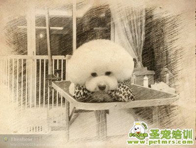 圣寵寵物導(dǎo)師-李博昭-貴賓犬美容