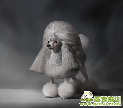 圣寵寵物導(dǎo)師-李博昭-貴賓犬美容