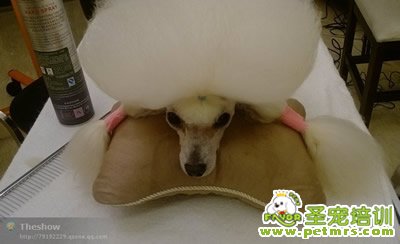 圣寵寵物導(dǎo)師-李博昭-貴賓犬美容