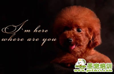 圣寵寵物導(dǎo)師-李博昭-貴賓犬美容