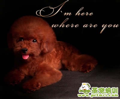 圣寵寵物導(dǎo)師-李博昭-貴賓犬美容