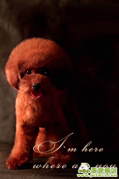 圣寵寵物導(dǎo)師-李博昭-貴賓犬美容