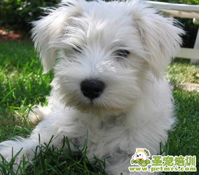 可愛(ài)狗狗