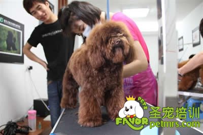 圣寵李博昭老師現(xiàn)場(chǎng)指導(dǎo)學(xué)員修剪