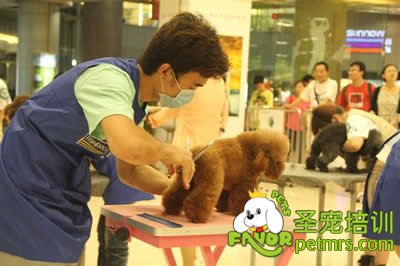 圣寵李博昭老師的學(xué)生參加比賽