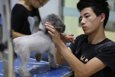 圣寵A員程威威貴賓犬實(shí)犬操作
