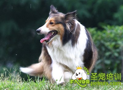 可愛狗狗