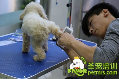 圣寵學(xué)員劉志明泰迪犬實(shí)犬操作