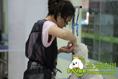 圣寵B級學(xué)員耿逸聰貴賓犬實犬操作
