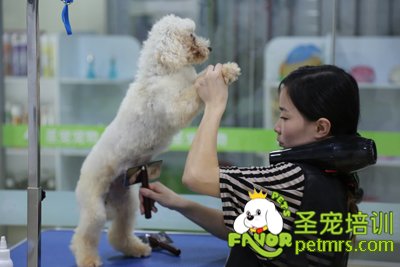 圣寵B級學(xué)員王馨瑤貴賓犬實(shí)犬操作