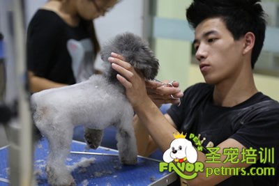 圣寵A學(xué)員程威威貴賓犬實(shí)犬操作