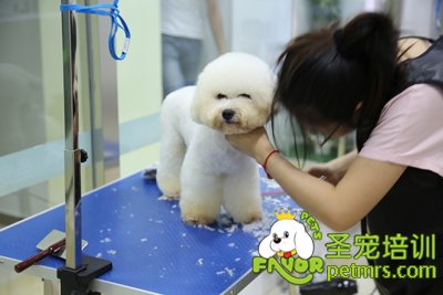 圣寵學(xué)員耿逸聰給泰迪修剪前胸