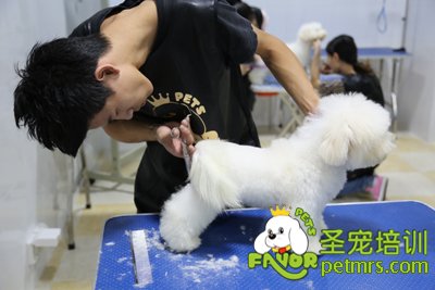 圣寵學(xué)員程威威給泰迪修剪后腿