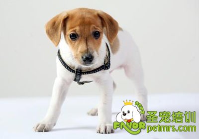 可愛(ài)狗狗