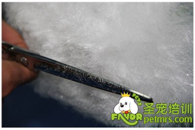 圣寵學(xué)員假冒修剪課程