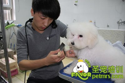 學(xué)生給狗狗梳毛