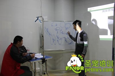 老師給學(xué)生講述貴賓犬標(biāo)準(zhǔn)及怎樣修剪