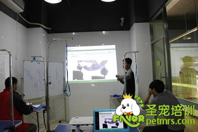 老師給學(xué)生講述貴賓犬標(biāo)準(zhǔn)及怎樣修剪