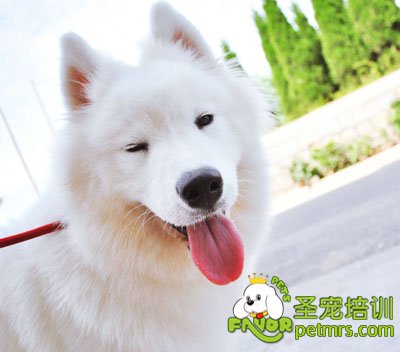 可愛(ài)狗狗