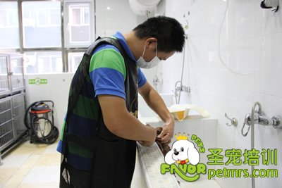 圣寵學(xué)員在給狗狗洗澡