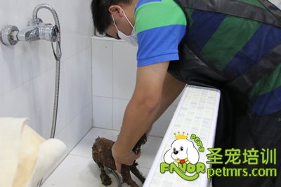 圣寵學(xué)員在給狗狗洗澡
