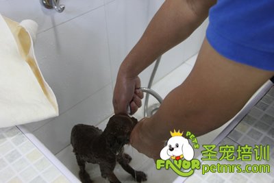 圣寵學(xué)員在給狗狗洗澡
