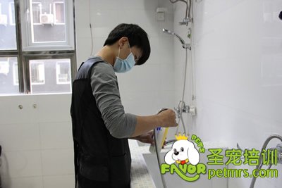 圣寵學(xué)員在給狗狗洗澡