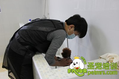 圣寵學(xué)員在給狗狗洗澡