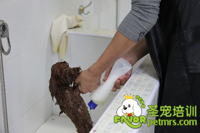 圣寵學(xué)員在給狗狗洗澡