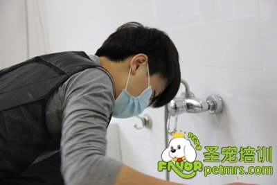 圣寵學(xué)員在給狗狗洗澡