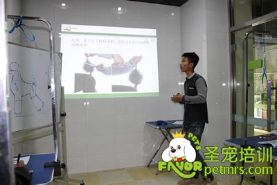 圣寵寵物貴賓犬、泰迪犬理論課