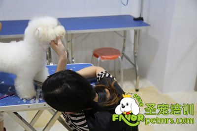 圣寵寵物泰迪犬實犬操作-王馨瑤