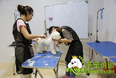 圣寵寵物泰迪犬實犬操作-共同合作
