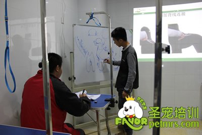 圣寵寵物貴賓犬、泰迪犬理論課