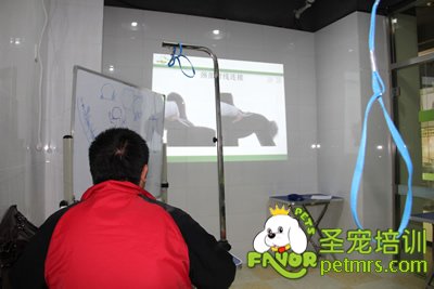 圣寵寵物貴賓犬、泰迪犬理論課