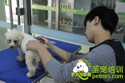 圣寵學員泰迪犬修剪
