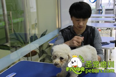 圣寵學員泰迪犬修剪