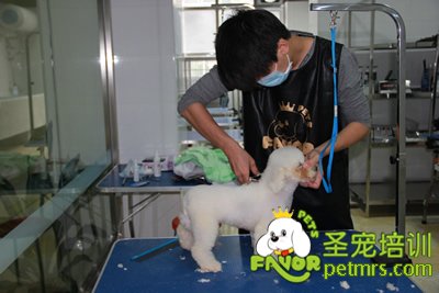 圣寵學(xué)員劉志明第一次剪狗