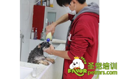 圣寵寵物雪納瑞實犬課洗澡護理