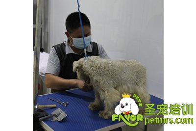 圣寵學(xué)員胡祖強(qiáng)雪納瑞實(shí)犬課