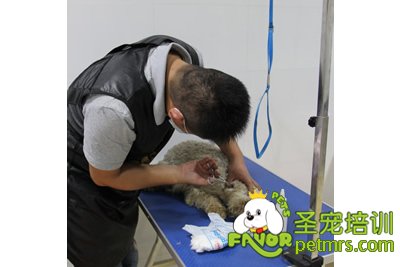 圣寵學(xué)員胡祖強(qiáng)雪納瑞實(shí)犬護(hù)理課