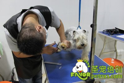 圣寵學(xué)員胡祖強(qiáng)雪納瑞實(shí)犬課
