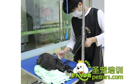 圣寵寵物雪納瑞實操課