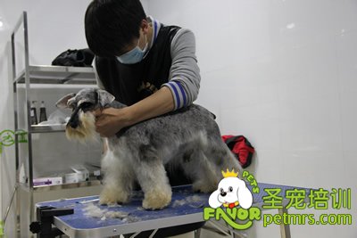 圣寵學員劉志明雪納瑞實犬練習