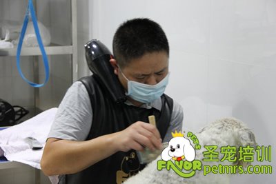 圣寵雪納瑞修剪實(shí)操課程